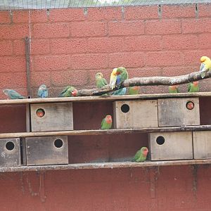 Peach-faced Lovebirds