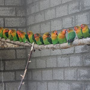 Fischer's lovebirds