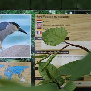 Sign Black-crowned night heron