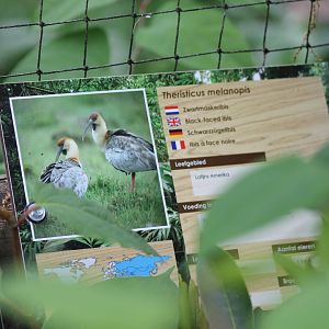 Sign Black-faced ibis