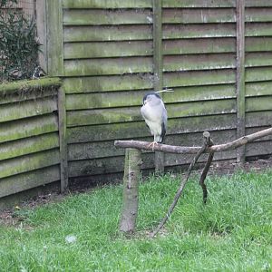 Black-crowned night heron