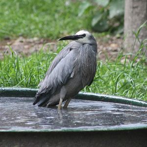 White-faced heron
