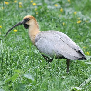Black-faced ibis