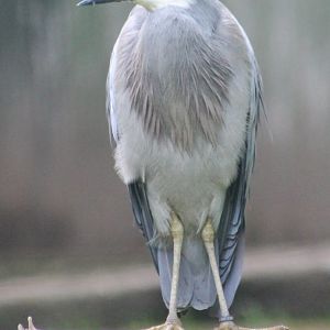White-faced heron
