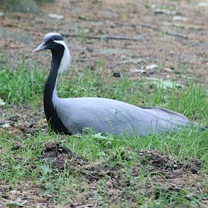 Demoiselle crane