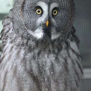 Great grey owl
