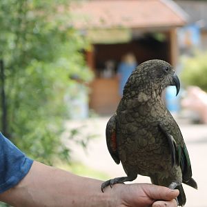 Tame Kea