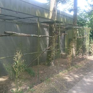 Owl-aviary