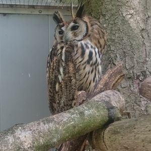 Find the second owl  ;)