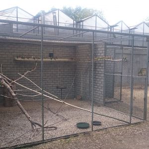 Lovebird-aviary