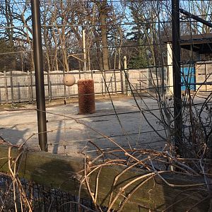 Bison off exhibit yard