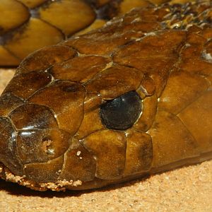 Inland Taipan, Snakes Downunder Jan 2016