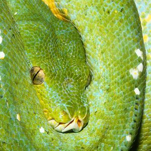 Green tree python Snakes Downunder Jan 2016