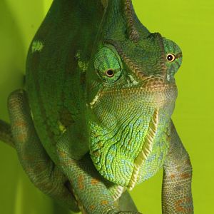 Veiled Chameleon, Snakes Downunder Jan 2016