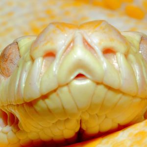 Albino Darwin Carpet Python, Snakes Downunder Jan 2016