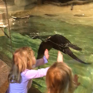 Playful River Otters