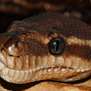 Rough Scaled Python, Snakes Downunder Jan 2016