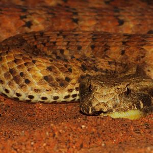 Death Adder, Snakes Downunder Jan 2016