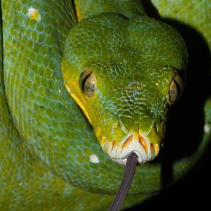 Green Tree Python, Snakes Downunder Jan 2016