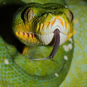 Green Tree Python, Snakes Downunder Jan 2016