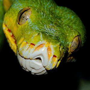Green Tree Python, Snakes Downunder Jan 2016