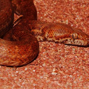 Pygmy Python, Snakes Downunder Jan 2016