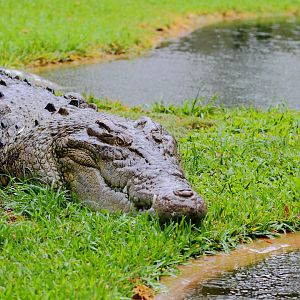 Saltwater Crocodile, Snakes Downunder Jan 2016