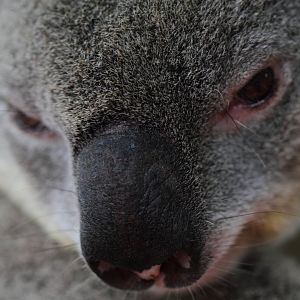 Koala, Snakes Downunder Jan 2016