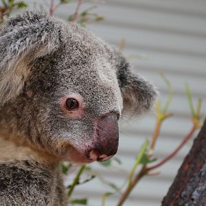 Koala, Snakes Downunder Jan 2016