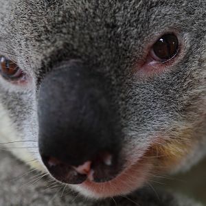 Koala, Snakes Downunder Jan 2016