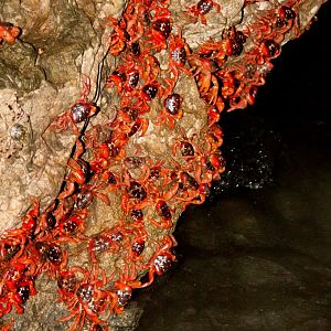Red Crabs spawning
