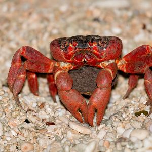 Female Red Crab with egg mass
