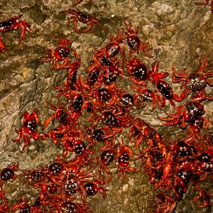 Red Crabs spawning