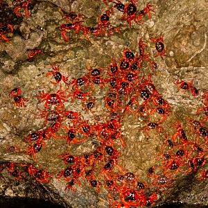 Red Crabs spawning