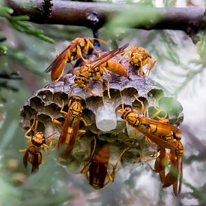 Christmas Island Paper Wasp