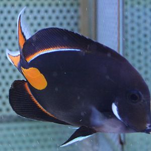 Acanthurus achilles