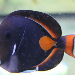 Acanthurus achilles