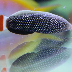 Anampses chrysocephalus