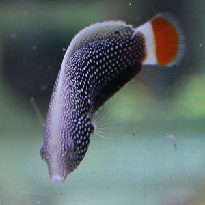 Anampses chrysocephalus