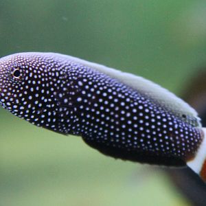 Anampses chrysocephalus