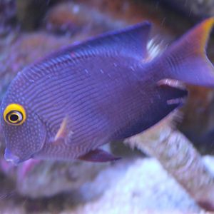 Ctenochaetus strigosus