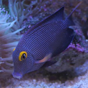 Ctenochaetus strigosus