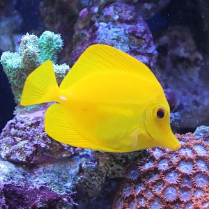Yellow surgeonfish