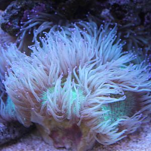 Sea anemone