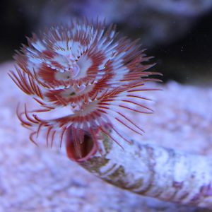 Spirobranchus giganteus