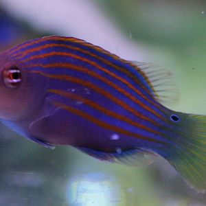 Pseudocheilinus hexataenia