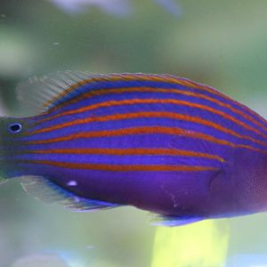 Pseudocheilinus hexataenia