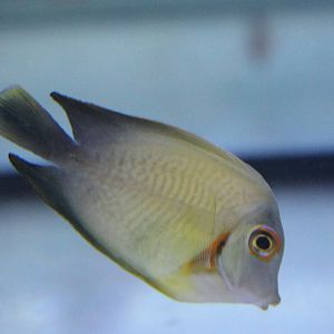 Surgeonfish ID
