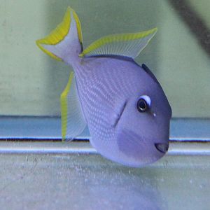 Xanthichthys auromarginatus