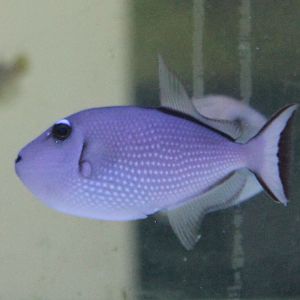 Xanthichthys auromarginatus